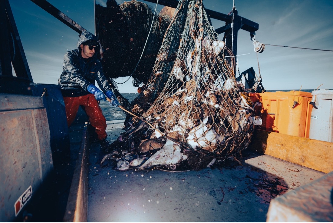 A fisherman dumps a load of fish on a boat